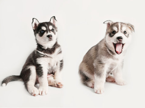 Siberian Husky dog puppy. Husky breeding.Greeting card for Animal Protection Day. The concept of  veterinary clinic and pet products. Zoo hotel.