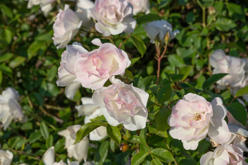 Obraz na płótnie Canvas Blooming bush of white-pink roses close up on a background of green foliage