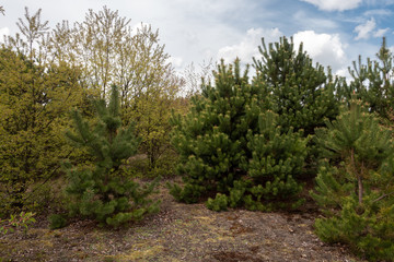 Young coniferous-deciduous forest in Europe