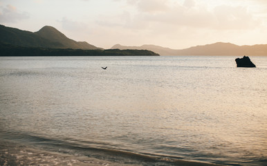Bird Flying at Sunset