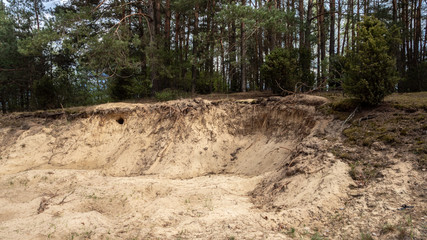 Sandy slope on the edge of a coniferous forest
