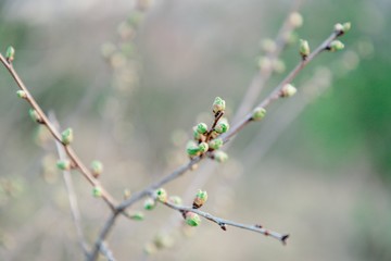 Spring blurred background. Spring young leaves on tree branches