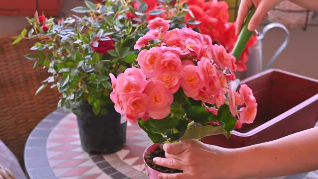 Beautiful red begonias and roses in pots on the balcony of the house. A woman replants flowers in pots and adds earth with a shovel. The concept of gardening, floriculture. Work at home during  