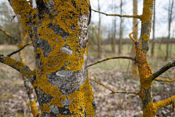 Tree trunk attacked by parasitic growth