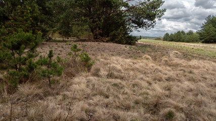 Dry grass on the edge of the forest. Despite the cloudy weather, it doesn't rain