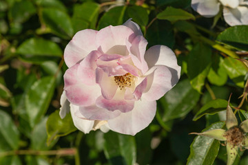 Top view of a blossoming pink and white rose flower on a background of green foliage