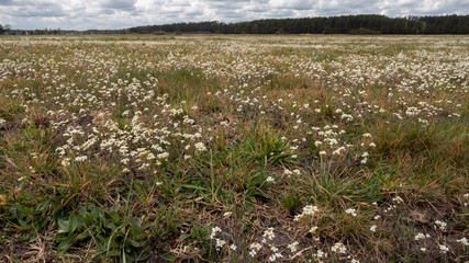 Flowery meadow in spring. A lot of small, white flowers