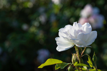 Side view of a blossoming white rose flower close up on a dark blurry background