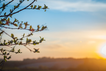 trees with green leaves, illuminated by the setting sun