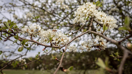 A blossoming branch of a wild apple tree and a bee collecting nectar from white flowers