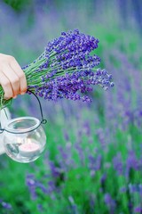 Female hand holding a transparent candle holder and purple lavender bouquet on the lavender field