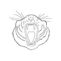 Tiger's head. Line art doodle sketch. Black outline on white background. Background can be used in greeting cards, posters, flyers, banners, logos etc. Vector illustration. EPS10