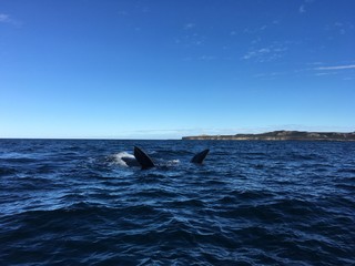 Fototapeta premium Südlicher Glattwaal bei der Halbinsel Valdés in Patagonien, Argentinien