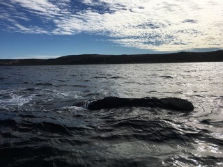 Südlicher Glattwaal bei der Halbinsel Valdés in Patagonien, Argentinien