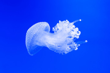 Close up of jellyfish on blue background. Wallpaper - 348151786