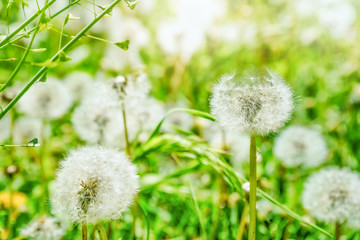 White fluffy dandelions. Nature green blurred spring background. Selective focus