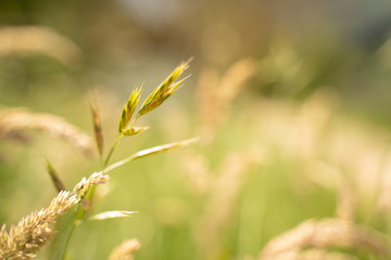 grass in the summer morning