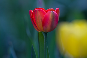 Naklejka premium red tulip on green-yellow background