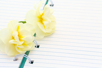 Empty spiral notebook and fresh daffodils , cozy summer breakfast, top view, flat lay, morning free writing - 348152349
