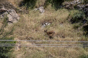 deer jumping on mountainside