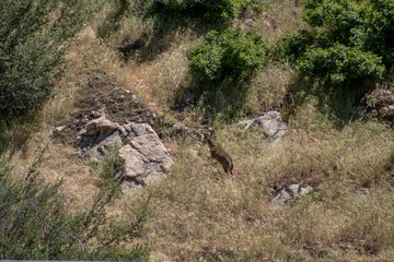 Naklejka na ściany i meble deer jumping on mountainside