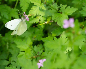 white butterfly pollinizing a plant