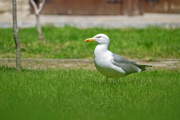 Seagull Walks on Grass