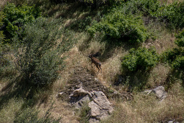 Fototapeta na wymiar deer jumping on mountainside