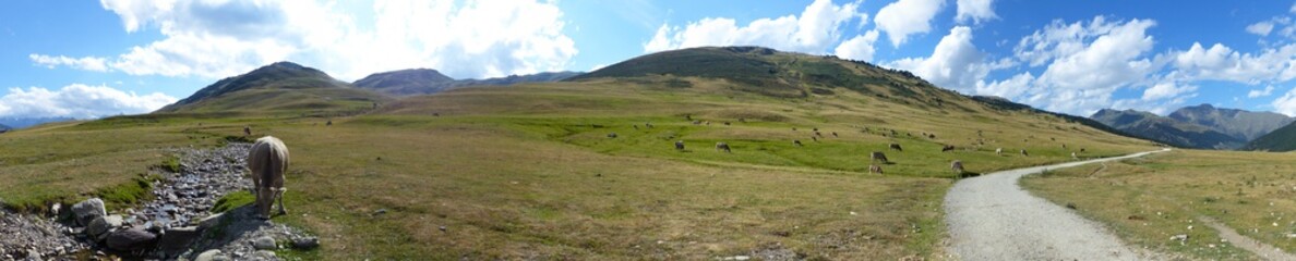 Panoramic view of the landscape, mountains and animals in Pla de Beret. Val d'Aran, Catalan Pyrenees. Catalonia