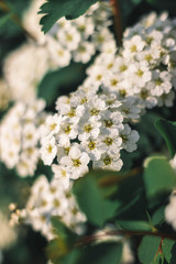 Obraz premium white flowers on a branch of tree in the garden in sunset
