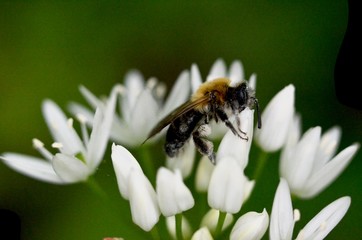 bee on flower