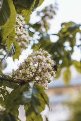 bee on a branch of a chestnut tree with white flowers in spring