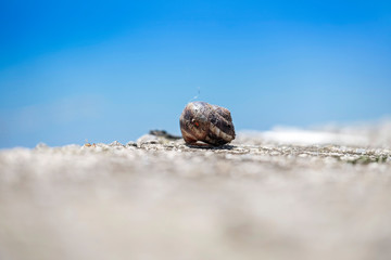 Sea Shell with Blurred Background