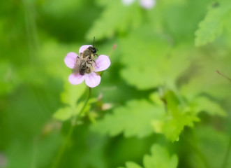 bee pollinizing a plant