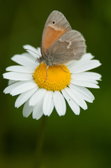 Common Ringlet