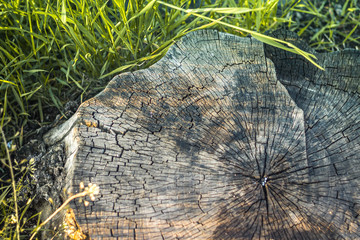 wood texture background with green grass in sunset