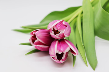 bouquet of pink tulips on white background