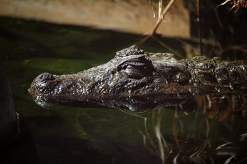 Crocodile head in the water of a river