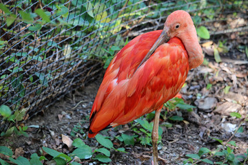 Ibis escarlata​, tambi&eacute;n llamado corocoro rojo, corocoro colorado, corocora, garza roja, sidra o guar&aacute;. (Eudocimus ruber)