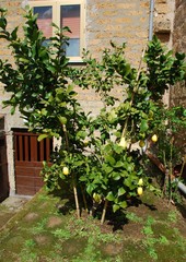 Fototapeta na wymiar A lemon tree growing in the Tuscan sunlight laden with ripening lemons 