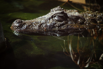 Crocodile head in the water of a river