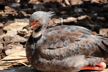 Ave llamada  chajá o chajá común​ (Chauna torquata)