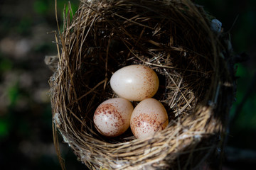 Naklejka na ściany i meble Bird's nest on the branches in the garden.
