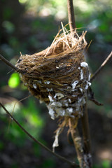 Bird's nest on the branches in the garden.
