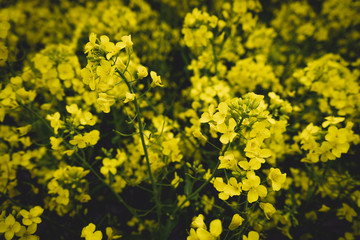 Rapeseed, canola or colza field 