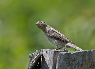 Fototapeta premium A single northern wryneck (Jynx torquilla) shot close up sitting on a branch against a beautifully blurred green background