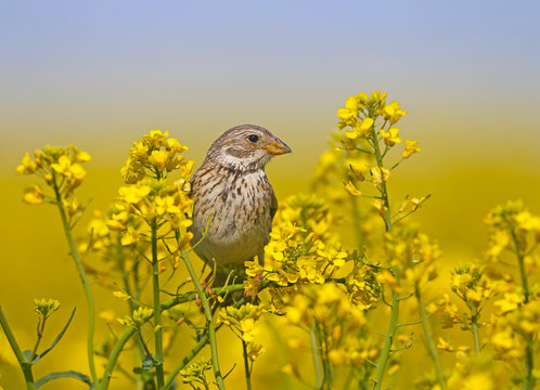Male corn bunting (Emberiza calandra) in breeding plumage filmed on the branches of blooming rapeseed on a bright blurred yellow background and blue sky