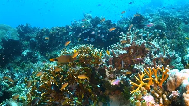 Drifting over hard coral reef with small colorful fish