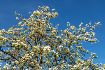 flowering pear tree against a bright blue sky