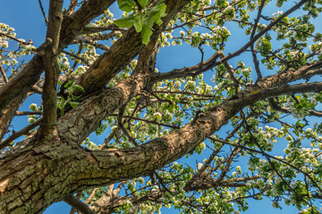 flowering pear tree against a bright blue sky close up